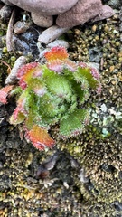 Saxifraga cespitosa, photograph author not stated, no rights reserved