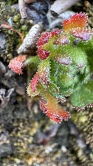 Saxifraga cespitosa, photograph author not stated, no rights reserved