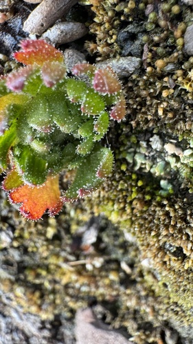 Saxifraga cespitosa, photograph 6