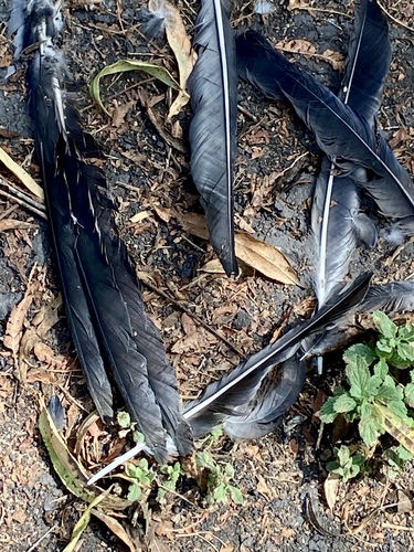 iNaturalist observation photo of Crows and Ravens