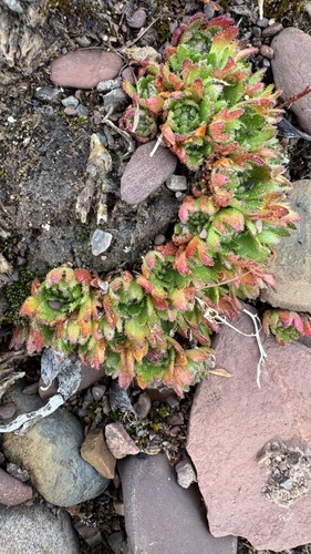 Saxifraga cespitosa, photograph 1