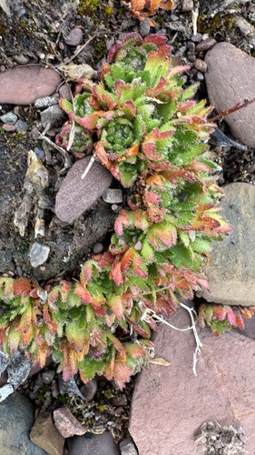 Saxifraga cespitosa, photograph 2