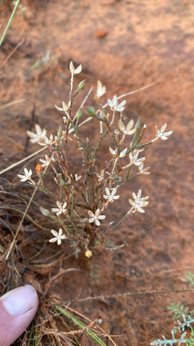 plains flax
