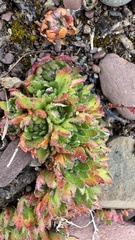 Saxifraga cespitosa, photograph author not stated, no rights reserved