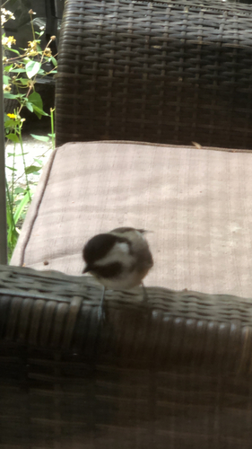 Black-capped Chickadee
