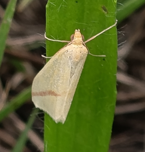 Vestal