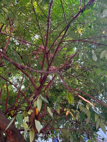 Starfruit