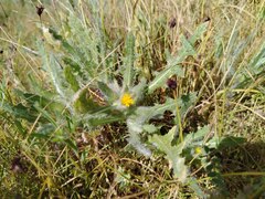 Centaurea benedicta