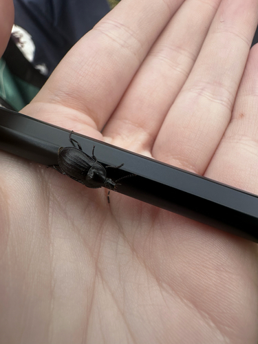 Black snail beetle