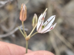 Allium moschatum