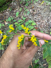 Solidago arguta, photograph (c) Rajan Rao, some rights reserved (CC BY)