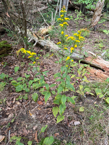 Solidago arguta, photograph 5