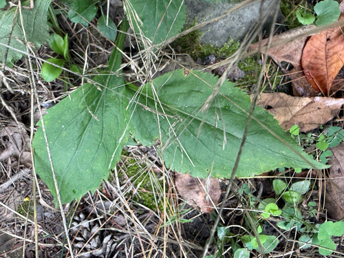 Solidago arguta, photograph 4