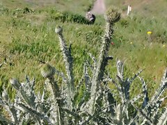 (c) Orzigul Anvarova, some rights reserved (CC BY) Onopordum acanthium, photograph (c) Orzigul Anvarova, some rights reserved (CC BY)