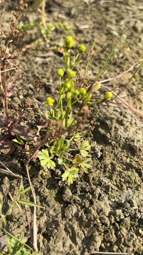 cursed crowfoot