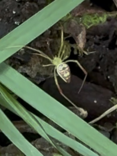 Spintharus flavidus