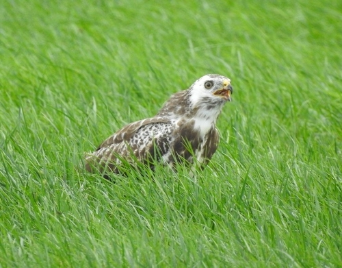 Western Common Buzzard
