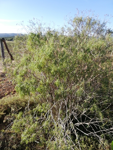 Image of Senecio linifolius by (c) Christiaan Viljoen, some rights reserved (CC BY)