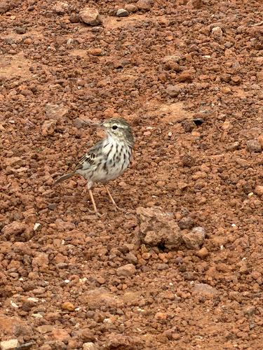 Berthelot's Pipit