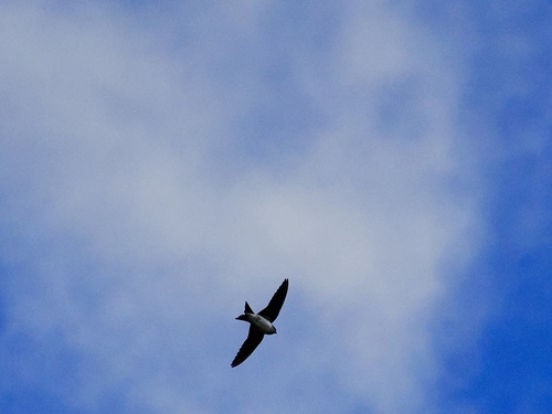 Western House Martin