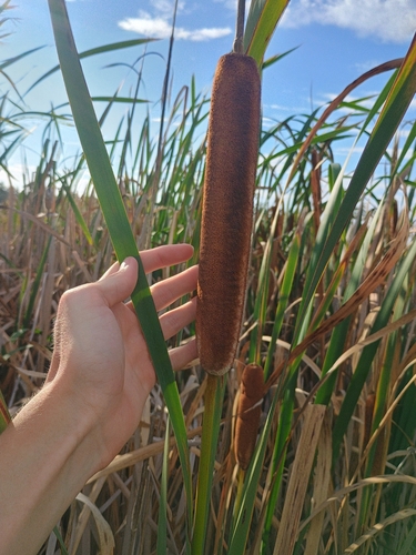broadleaf cattail