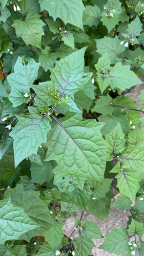 black nightshade