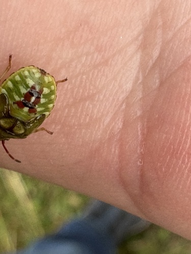 Red-cross Shield Bug