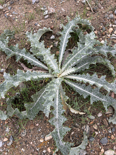 Onopordum acanthium, photograph 3