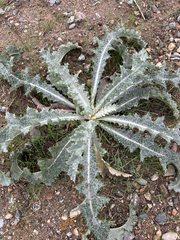 author not stated, no rights reserved Onopordum acanthium, photograph author not stated, no rights reserved