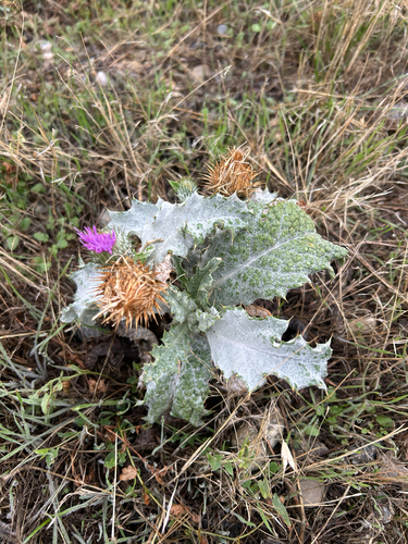 Onopordum acanthium, photograph 4