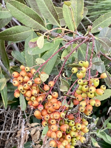 iNaturalist observation photo of Toyon