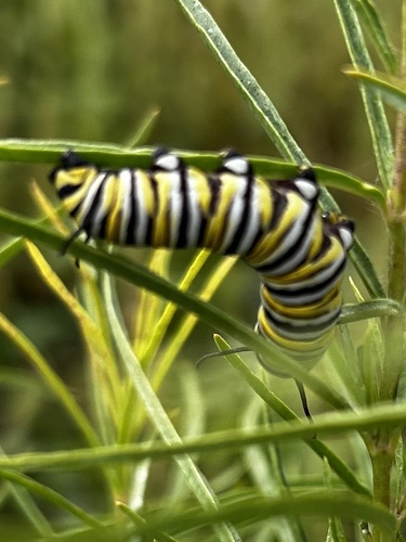 Monarch