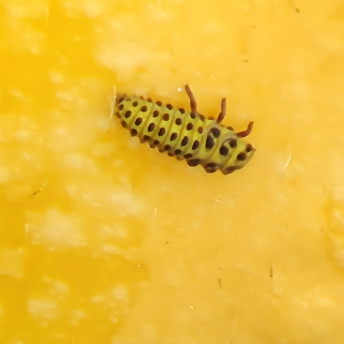 22-spot Ladybird