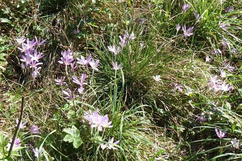 Autumn Crocus