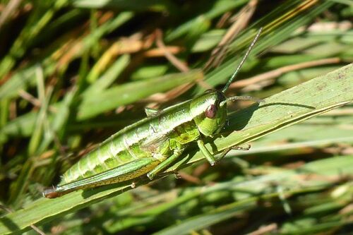 Small Gold Grasshopper