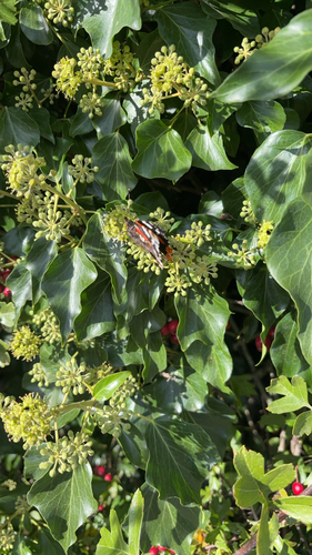 Red Admiral