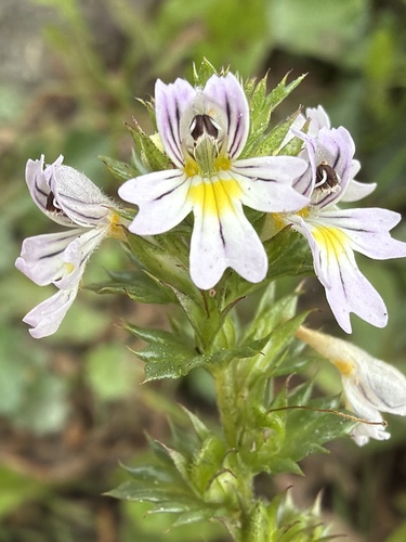 Common Eyebright