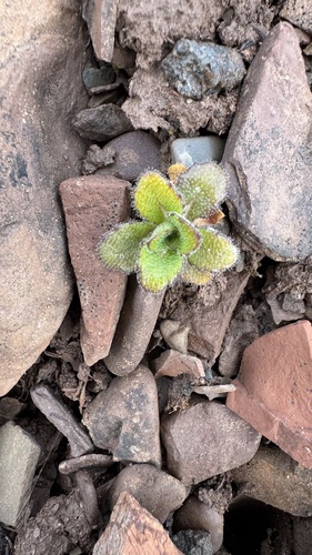 Arabis alpina, photograph 4