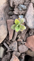 author not stated, no rights reserved Arabis alpina, photograph author not stated, no rights reserved