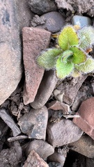 author not stated, no rights reserved Arabis alpina, photograph author not stated, no rights reserved