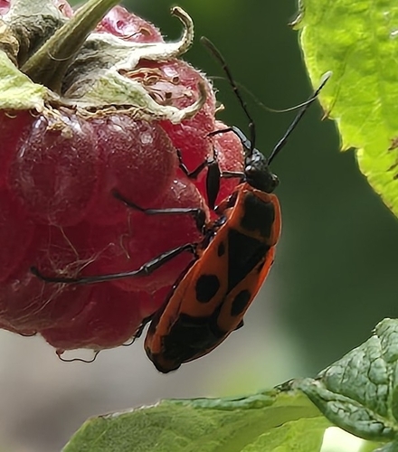 European Firebug