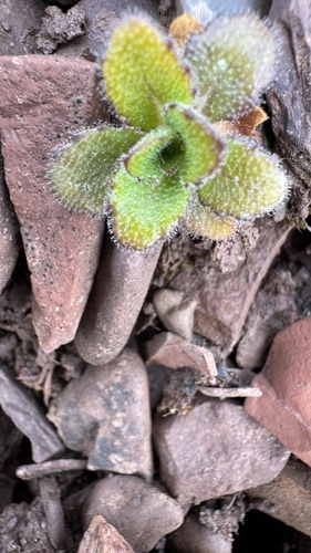 Arabis alpina, photograph 3