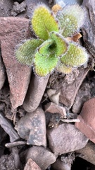 author not stated, no rights reserved Arabis alpina, photograph author not stated, no rights reserved