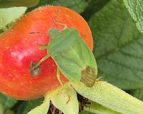 Green Shield Bug
