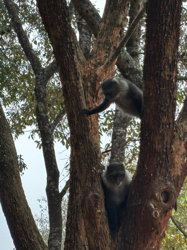 Blue Monkey