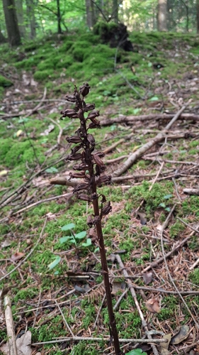 bird's-nest orchid