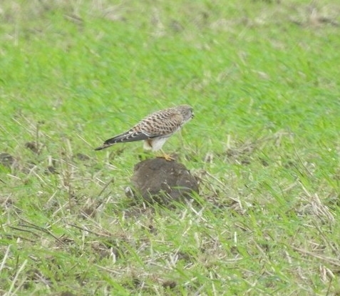 Eurasian Kestrel