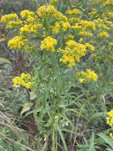 Riddell's goldenrod