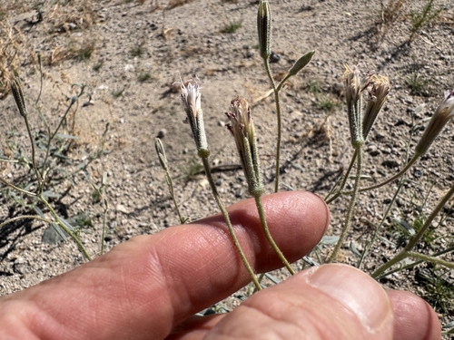Spanish needle