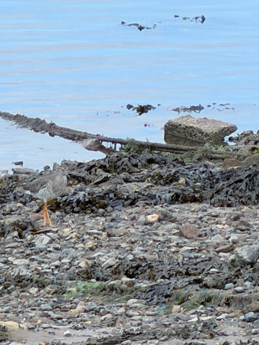 Common Redshank